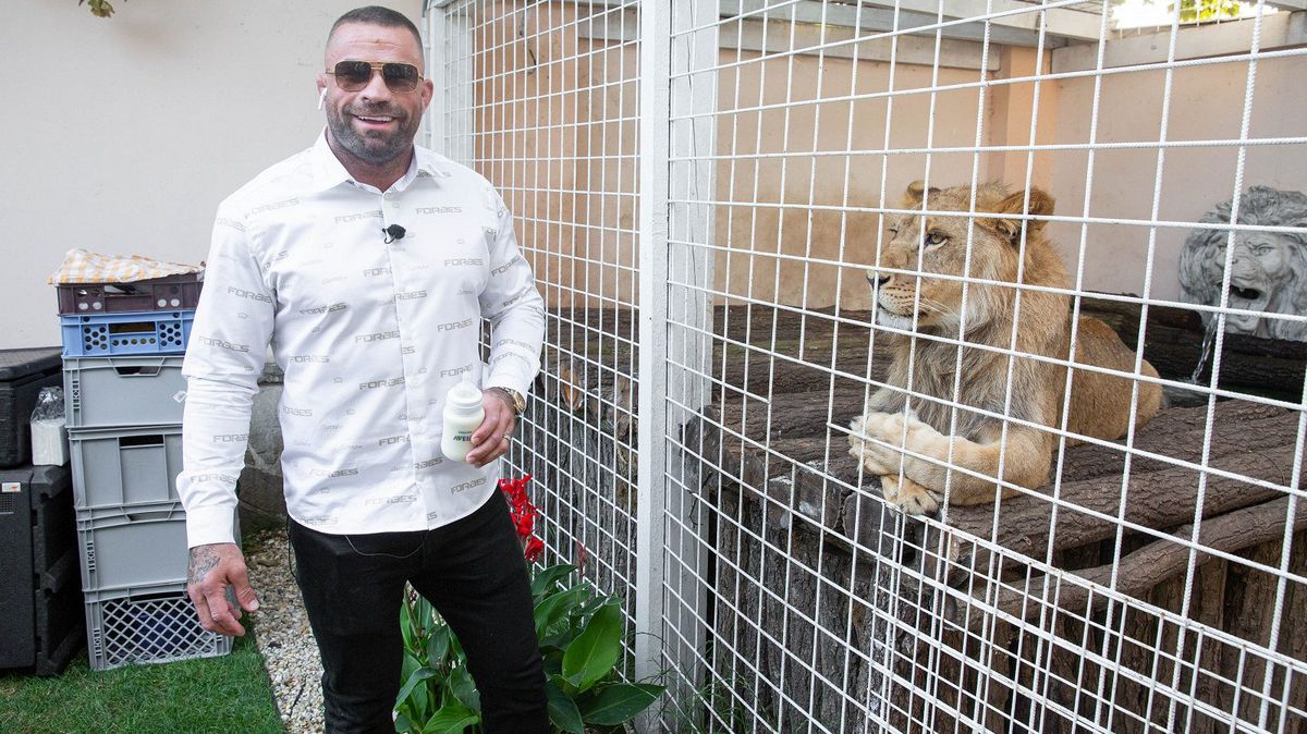 Vémola zuří po zabavení lvice: Úřady ho prý šikanují! Takhle probíhalo srdcervoucí loučení se šelmou po šesti letech