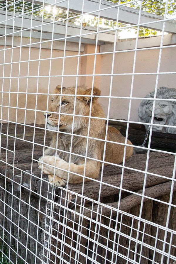 Vémola zuří po zabavení lvice: Úřady ho prý šikanují! Takhle probíhalo srdcervoucí loučení se šelmou po šesti letech - fotka 1/1