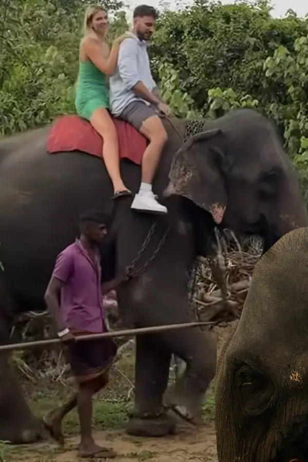 Týrání zvířat v přímém přenosu! Diváci Růže jsou znechuceni z výletu za slony. Řetězy kolem krku i muž s tyčí - fotka 1/1