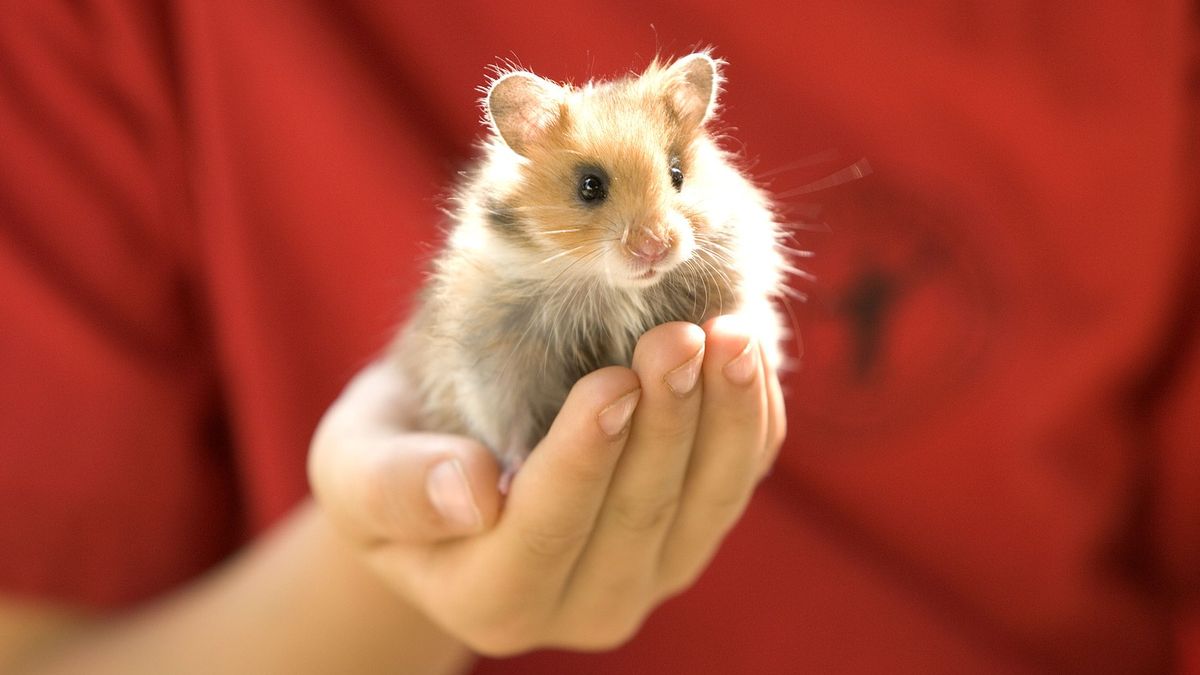 VIDEO: Let v Peru měl dvě hodiny zpoždění. Posádka na palubě hledala uprchlého křečka!