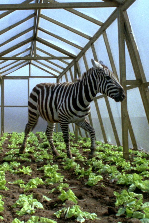 „Doma jsme si říkali ňuňákovi,“ zavzpomínala herečka Kateřina Macháčková na svého slavného tatínka a vysvětlila proč - fotka 1/1