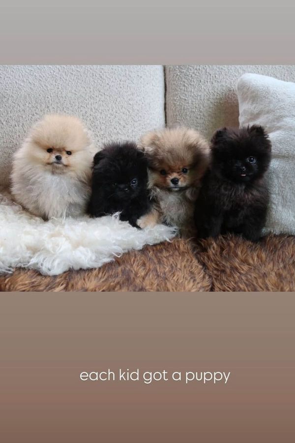 Kim Kardashian cupuje PETA: Každé její dítě dostalo vlastní štěně! Nic roztomilejšího ale dnes už neuvidíte - fotka 1/1